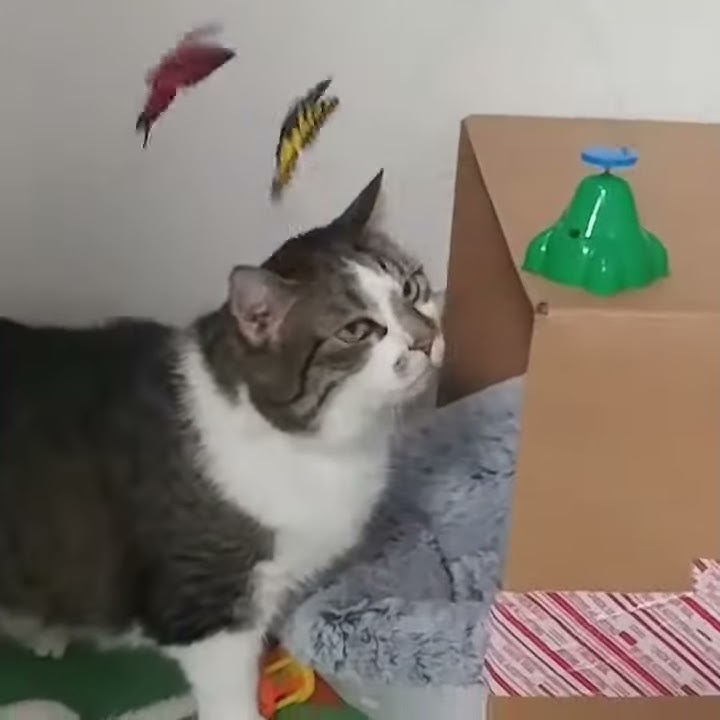 Meet Cleo a Domestic Medium Hair currently available for adoption at Petango.com! 1/17/2018 8:30:18