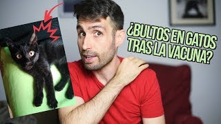 ¿Por qué tiene mi gato bultos tras la vacuna de rabia?