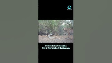 Bobcat Confronts a Diamondback Rattlesnake || ViralHog Shorts