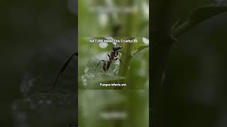 Parasite - 20:41