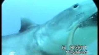 TIGER SHARK タイガーシャーク(イタチザメ) By Australian Institute Of Marine Science TIGER SHARK タイガーシャーク(イタチザメ) By Australian Institute Of Marine Science