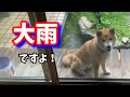 放し飼いの【柴犬】がビッチョビチョになるような大雨が降りました！shiba inu