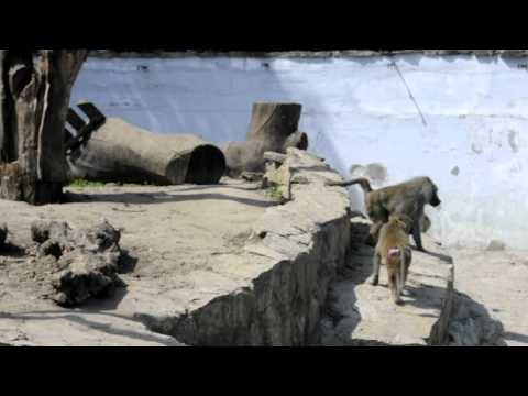 Zoo Wrocław -