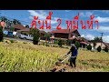 รถตัดข้าวซื้อมา 25000 (นาที 10)  rice harvest.