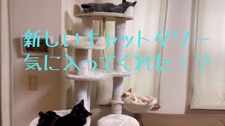 【キャットタワー】キャットタワーが新しくなりました