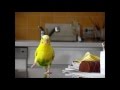セキセイインコが走って来る来る！！
