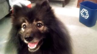 Fluffy Dog Gets Beer From Cooler and Recycles (Clancy the Keeshond)