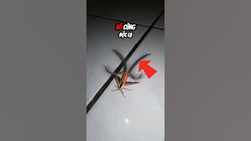 Con bướm này có tận 4 ĐUÔI sao? #dongvat