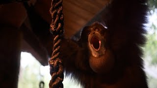 Siamangs and lar gibbons sing to each other