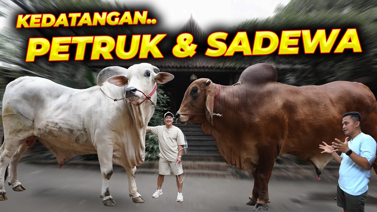 MAS HERMAWAN ANTAR PETRUK DAN SADEWA DARI SETIA FARM..!!