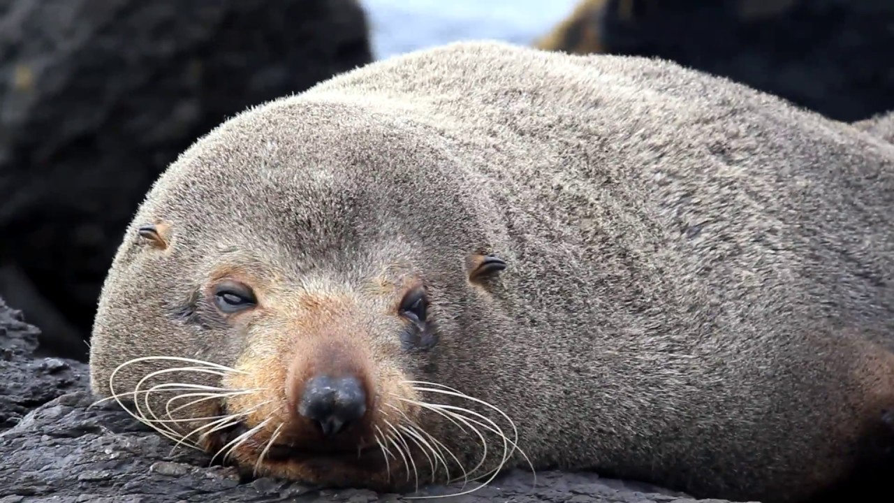 INCREDIBLE NEW ZEALAND WILDLIFE - YouTube