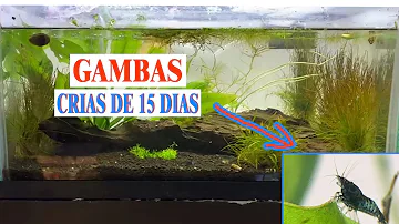 ¿Cuántas crías de gamba nacen a la vez?