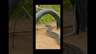 Celebrity HOW TO CATCH ANACONDA? 😱 ANACONDA IN TRAP! #anaconda #snake #animal #jungle #amazonia #africa Profile