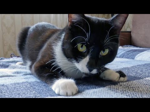 Βίντεο: Διαταραχή αιμορραγίας σε γάτες
