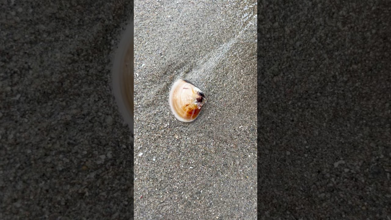 This pearl queen locked in clam 