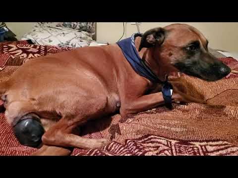 Rhodesian Ridgeback Birth - first born puppy 1-2-2021