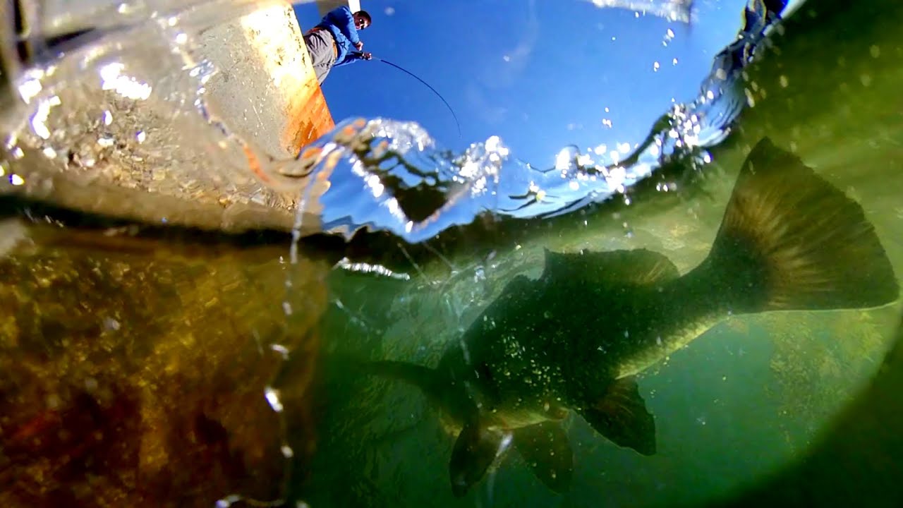 Sheepshead Redfish Drum SLAM + Underwater Footage Fishing for