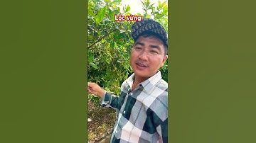 Cây Lộc vừng | 0386569374 - Ngọc Ngân Bến Tre | Chuyên cây độc lạ