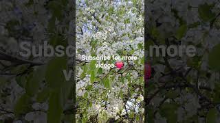 Beautiful spring nature 🌸🍃 So relaxing...Subscribe ❤️#shorts #nature #spring #relax