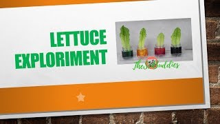 Lettuce Exploriment - Thescibuddies