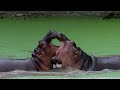 Angry Hippo Fight in Zoo | Deadly Hippopotamus Fight Video | Hippo Attack