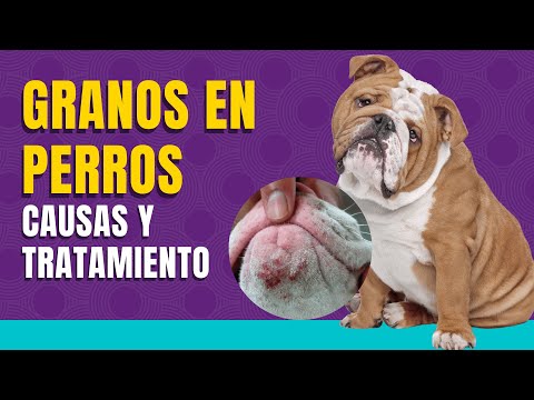 Video: ¿Pueden los perros obtener la varicela? Las posibles causas de las erupciones de su perro