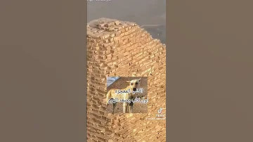 كلب الهرم الكلب يصعد الهرم الكلب ينشط السياحه بصعوده قمه الهرم نحن المصريين 