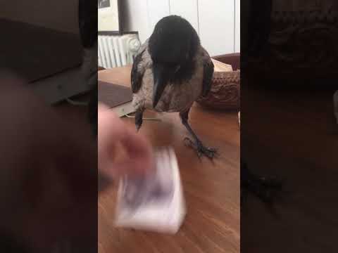 How to train a crow / Karga eğitimi