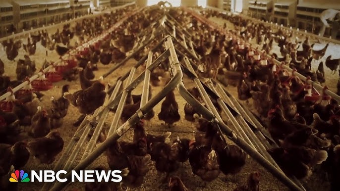 Big Texas Egg Producer Tries To Stem Avian Flu Spread