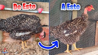 Así se Cura una Gallina Triste | Cómo curar ENF3RMED4DES en gallinas by Vida con Plumas 11,847 views 1 month ago 8 minutes, 49 seconds