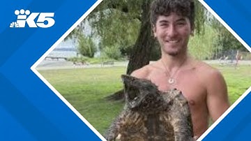 Invasive alligator snapping turtle spotted at Juanita Beach Park in Kirkland