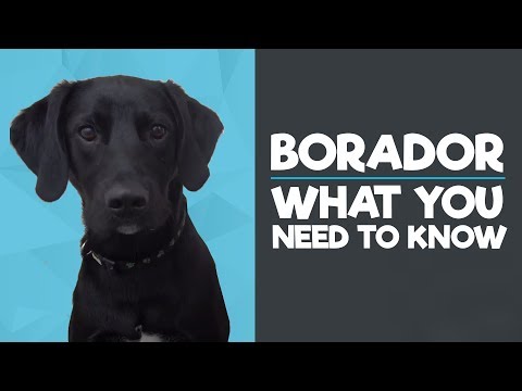 Video: Karsinoma Adrenal Canine