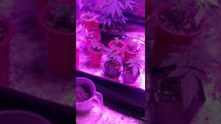 A quick showing and thanku