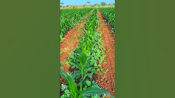 Intercropping  watermelons, results are amazing#shorts #amazing