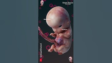 Thumbnail of Fetal Development | The Creator's Miracle 🤰🏻💞👶🏻