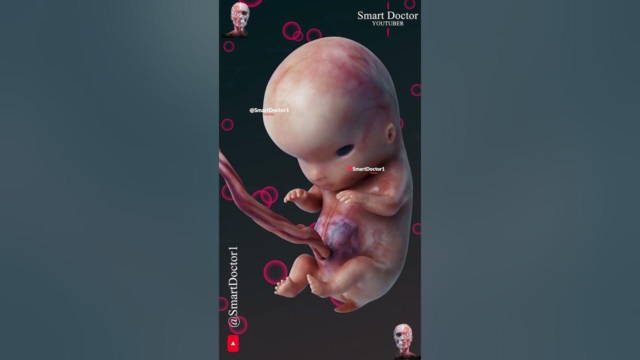 Fetal Development | The Creator's Miracle 🤰🏻💞👶🏻