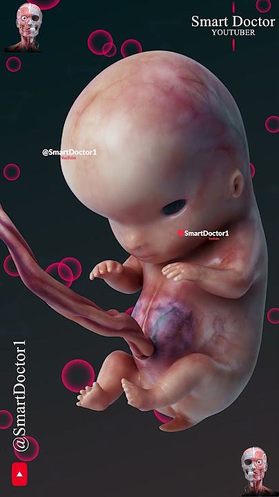 Fetal Development | The Creator's Miracle 🤰🏻💞👶🏻
