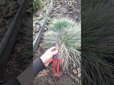 Що робити з фестукою, вівсянницею, весною!!? #shorts #garden #злакові