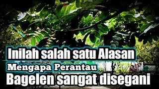 Download Lagu Inilah jawabannya‼️Mengapa Perantauan dari Bagelen sangat disegani Part 01 MP3