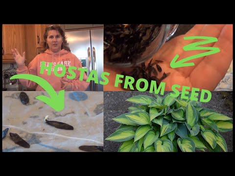 How to Grow Hostas From Seed Indoors Using Collected Hosta Seeds- Seedlings