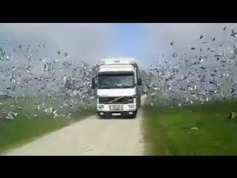 Thousands of Birds Flying Out of Truck