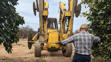 Citrus Tree Pruning, Part 2: Hedging