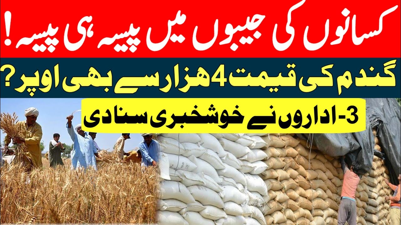 Wheat price in Pakistan 2024/wheat price in punjab 2024 gundam - YouTube