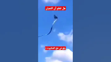 ثعبان يقع في فخ العنكبوت 