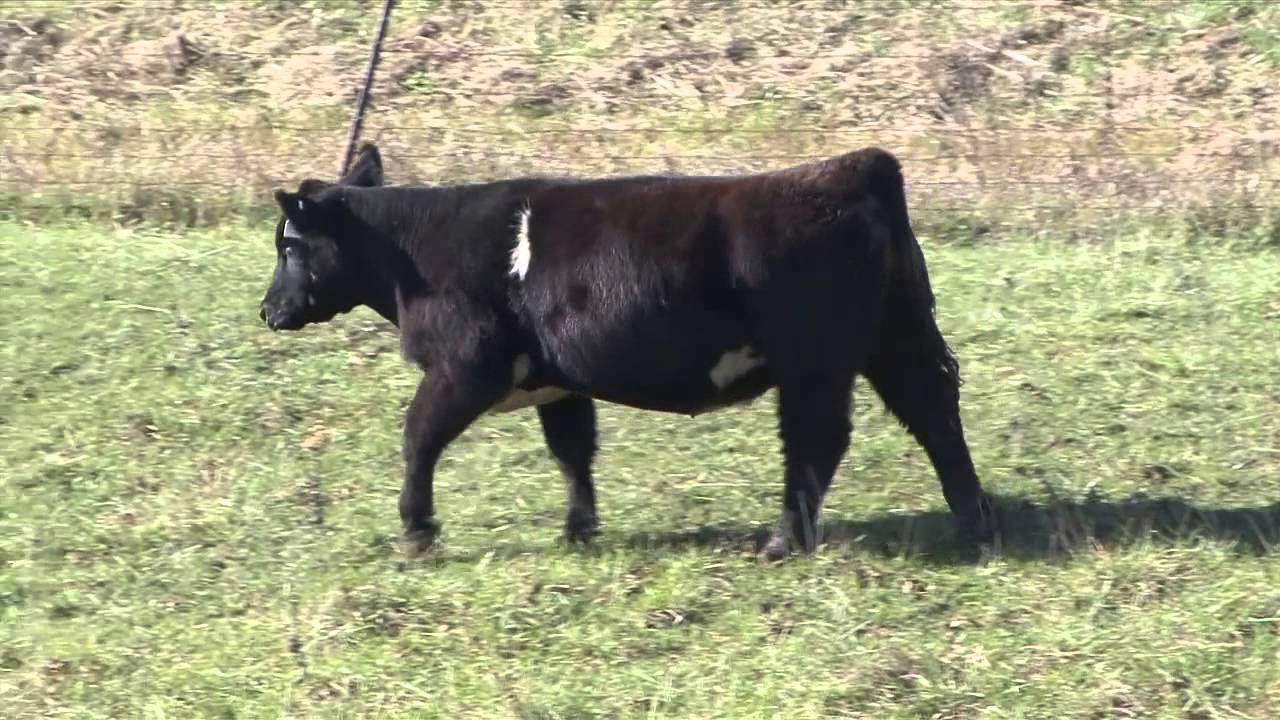 rHCC Lot 44 - YouTube