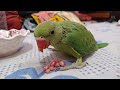 मेरा रामा है बहुत प्यारा #myfirstvlog #babyparrotvideo #Annukirasoivlog #dailyvlog