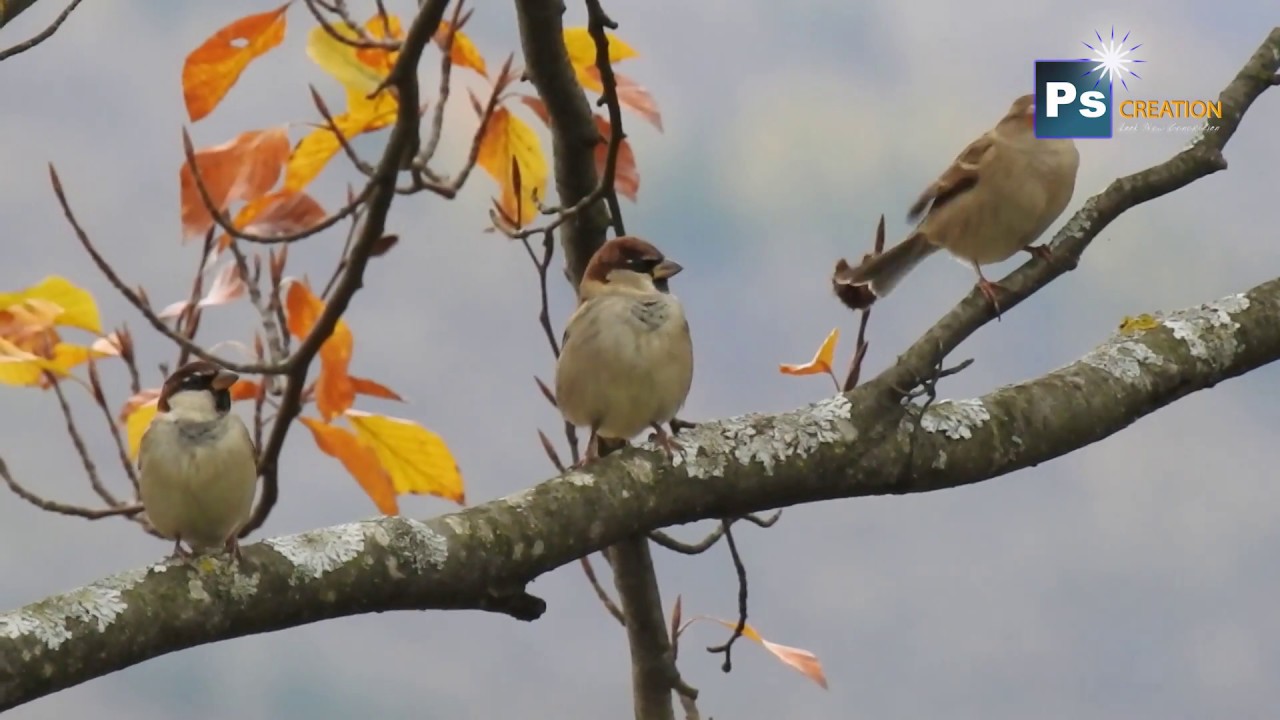 Italian Sparrow -  Passer italiae - Passero italiano
