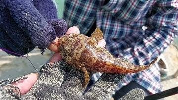 Buổi câu đầu năm tại hải đăng đèn xanh vũng tàu