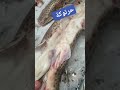 ماشاء الله حرتوكة