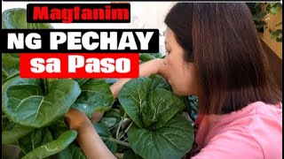 Magtanim ng Pechay sa Paso #gardening #pechay #organicgardening